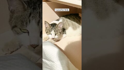 The girl met a pregnant cat on the street and helped her give birth and found a house