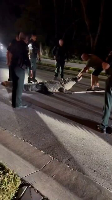 A four-meter-long alligator weighing approximately 272 kg
