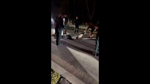 A four-meter-long alligator weighing approximately 272 kg