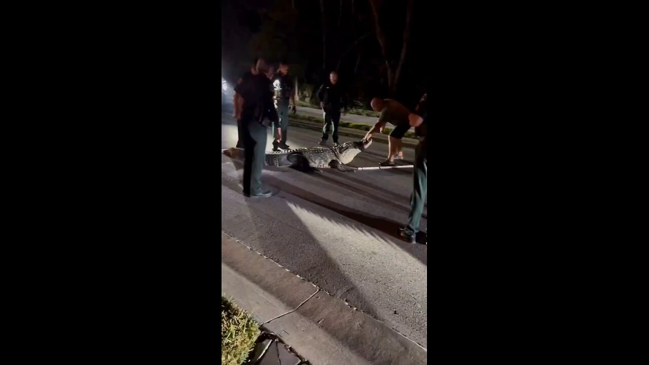 A four-meter-long alligator weighing approximately 272 kg