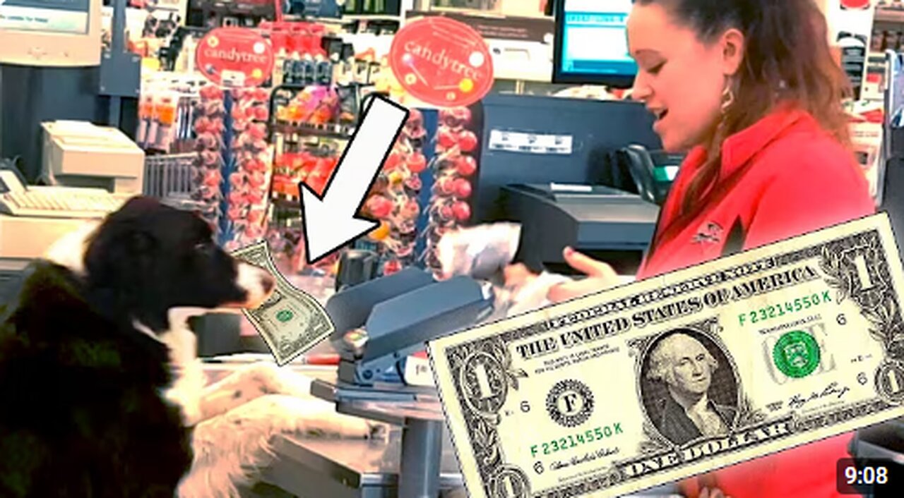 Smarty Dogs (Funny Dog Video Compilation) | The Pet Collective