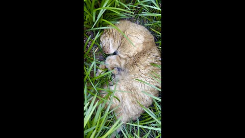 Cat sleeping.