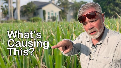 Lawn Detective: What is Causing This In 10 Lawns By Me?