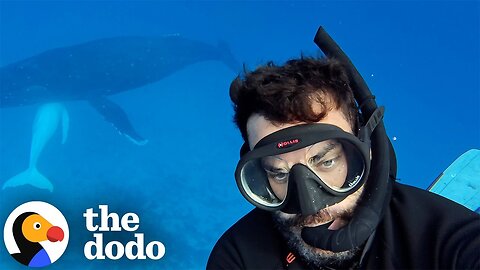 Ocean Photographer Can't Believe He Spotted A Rare White Baby Whale | The Dodo