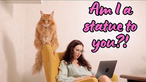 Cats with Attitude & Dogs with Wisdom – Hilarious Pet Moments!| Pawfect LOLs #17