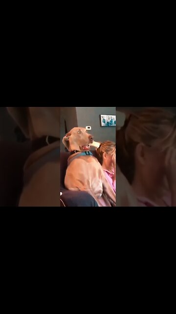 Funny Animals 2025 😂 - Funniest Cats and Dogs video 🐱 🐶