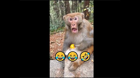 Funny Monkey Moment | Hilarious Monkey win & Reactions