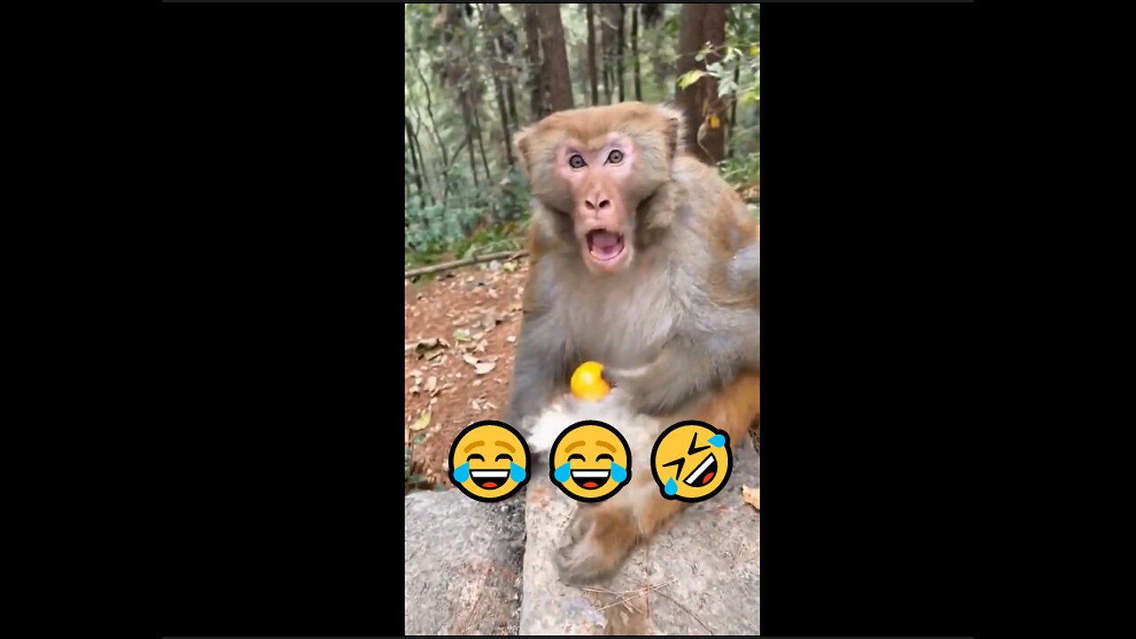 Funny Monkey Moment | Hilarious Monkey win & Reactions