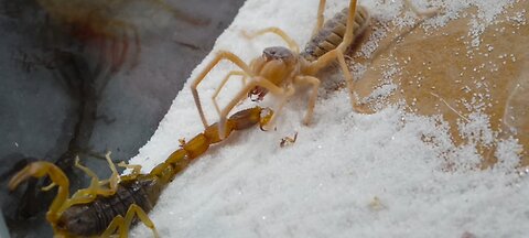 Spider Vs Scorpion (part 2) Final🥶Hard fight Winner Spider. #animals #Fight
