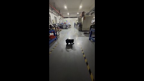CNC and Dog