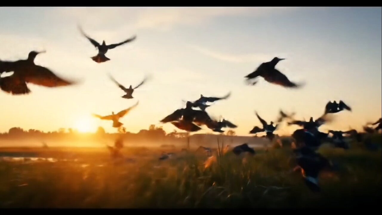 Flocks of birds flying in the morning