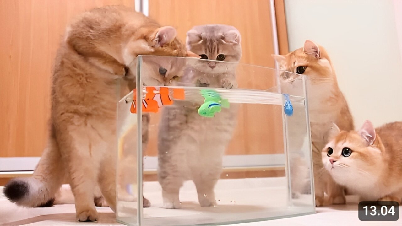 kittens and cats learn catches fish 🐟🐠 too funny | too cute