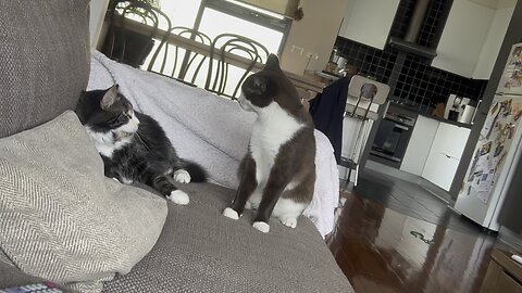 Lola vs Pablo #funnycats