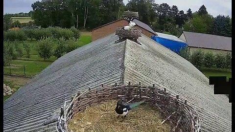 Magpie in a stork's nest