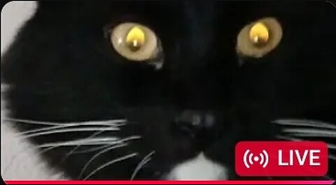 🛑 BEETA'S KITTIES BKG --VICTORIA J TAKES OVER PANEL W/BEETA, GOODTIMES & SCUM A 10-26-25