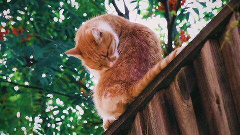 cat video