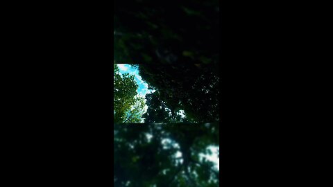 Tree canopy looks ancient... #Ramna #park #tree
