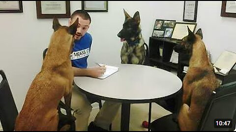 Belgian Malinois Fails at Being a Police Dog 😁 Funny Dog Videos 2025
