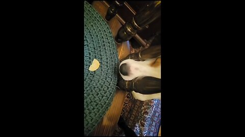 Mission: Impossible – Snack Edition! 🐶😂 He’s trying so hard to get the food…