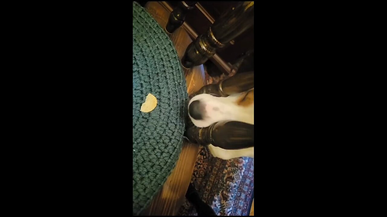 Mission: Impossible – Snack Edition! 🐶😂 He’s trying so hard to get the food…