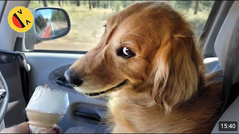 New Funny Animals 😂 Funniest Cats and Dogs Videos 😺🐶