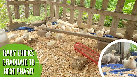 Baby Chicks Graduate To Next Phase!