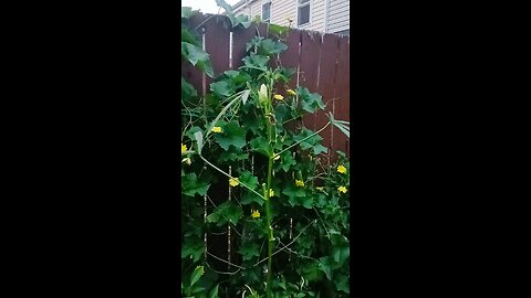 ridge gourd flower/ঝিঙা ফুল
