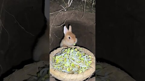 Little rabbit eating bean sprouts Cute pet debut plan Rabbit Rural cute pet