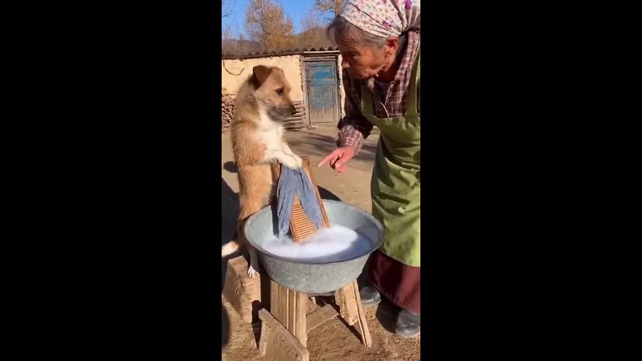 🤣Dog washing clothes