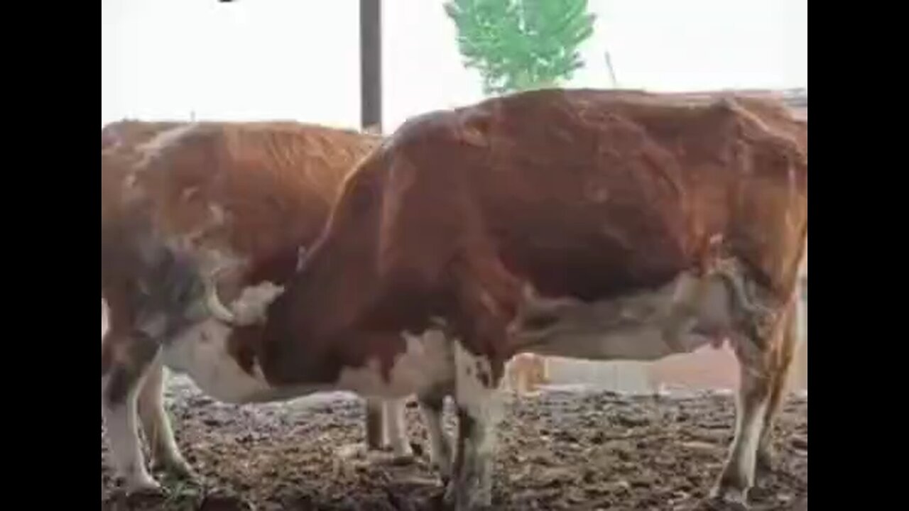 usa comedy video