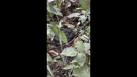 Hidden snake.