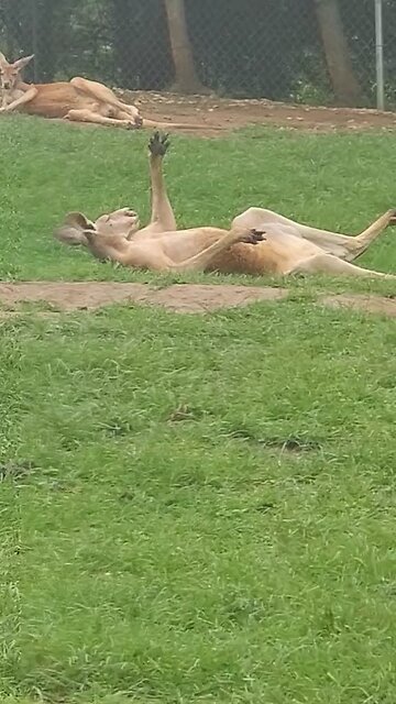 Kangaroo relaxing