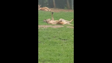 Kangaroo relaxing 
