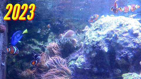 ADVENTURE AQUARIUM ADVENTURE (PART 4)