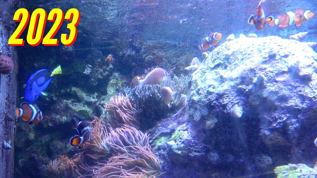 ADVENTURE AQUARIUM ADVENTURE (PART 4)