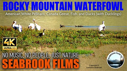 Rocky Mountain Waterfowl: American White Pelicans, Canada Geese, Fish, and Ducks (with Ducklings)