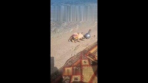 जिंदा शंख किस्मत से दर्शन मिलता