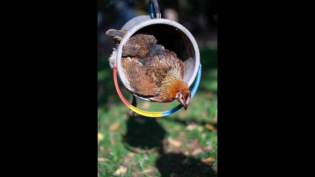 🐔💥 Hen Stuck in Bucket Chaos!