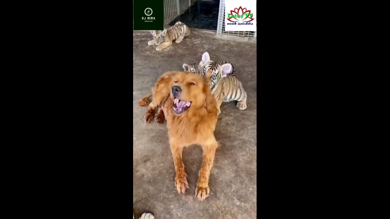 tigers and dog