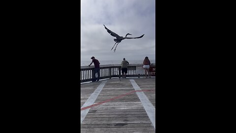Like A Bird 🦅