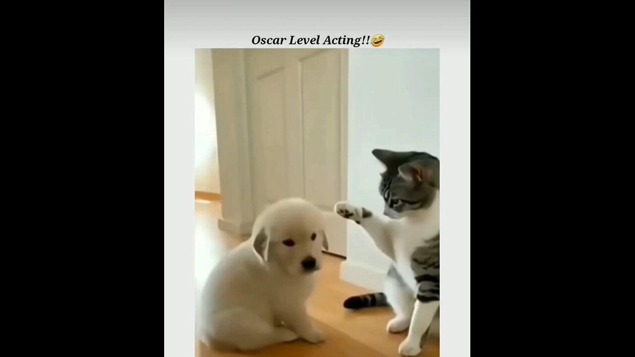 The Actor Cat - Acting Like I Am Innocent. 🤣.