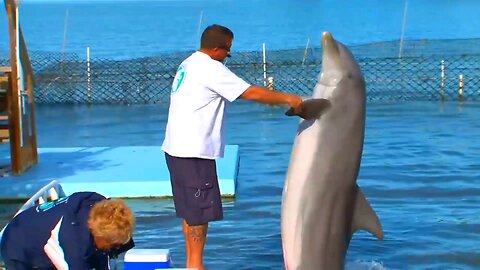 Dancing 🎶 Dolphin 🐬