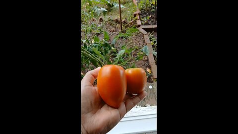 harvesting organic tomato by window😊