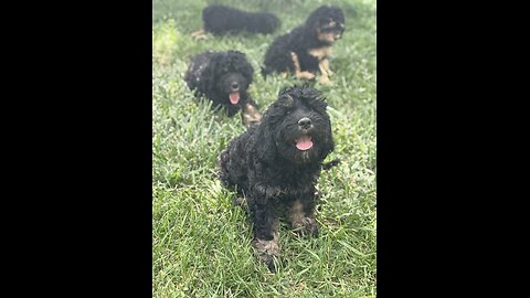 Cavapoo puppies ready for homing