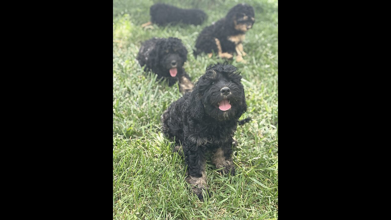 Cavapoo puppies ready for homing