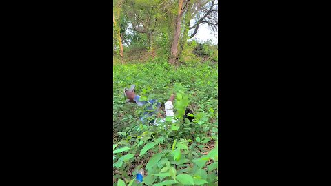 Funny video moment