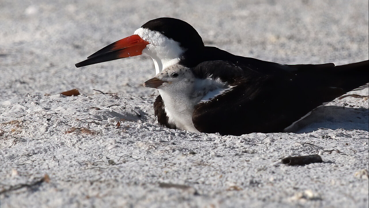 Cutest Moment Ever - Adorable Black Skimmer Mom Tucks Chick Under Her!