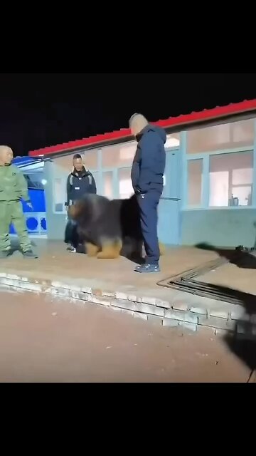 A viral video from China shows a colossal Tibetan Mastiff
