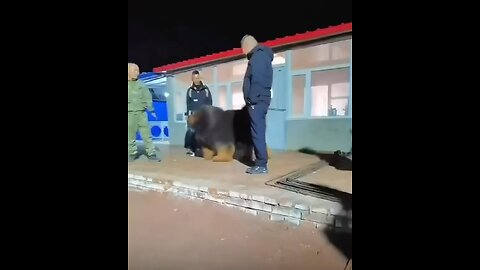 A viral video from China shows a colossal Tibetan Mastiff