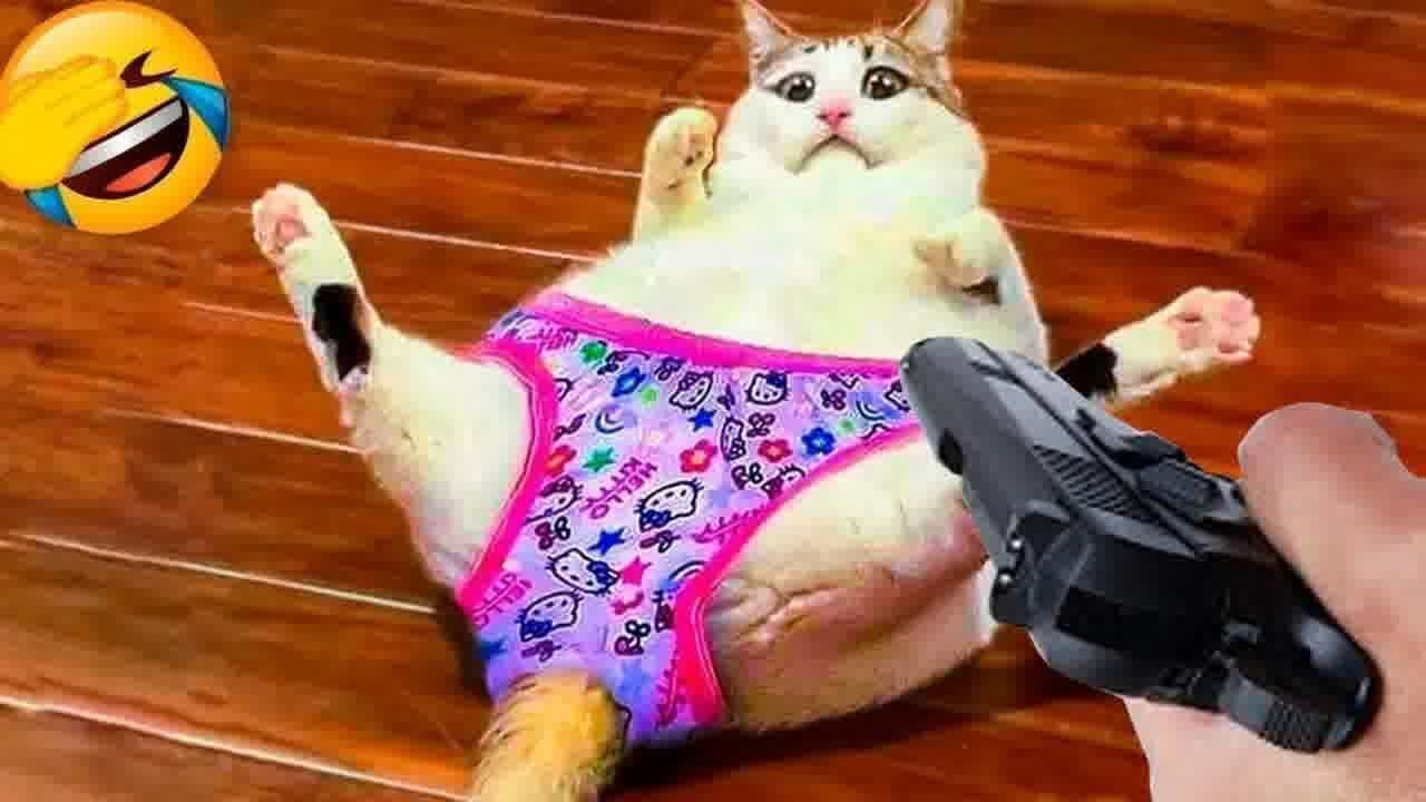 Viral Try Not To Laugh Cats And Dogs Videos 😁 - BEST Funny Animal Videos 2025